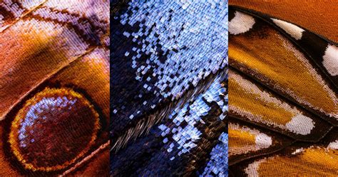 Macro Photos Of Butterfly Wings Made By Combining 2100 Separate Shots