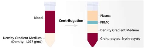 Isolate Cells From Blood Cell Separation Techniques