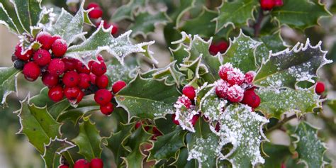 5 Great Ways To Add Winter Interest To Your Flowerbeds And Gardens