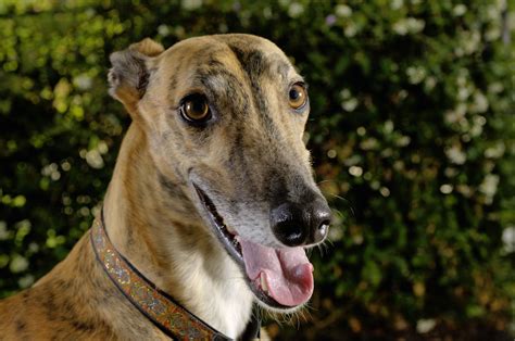 Greyhound Dog Breed Profile