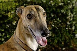 Greyhound: Full Profile, History, and Care