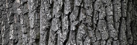 Embossed Texture Of Tree Bark Tree Trunk With Natural Bark Patterns On