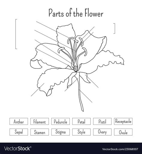 Https://tommynaija.com/worksheet/label Parts Of A Flower Worksheet