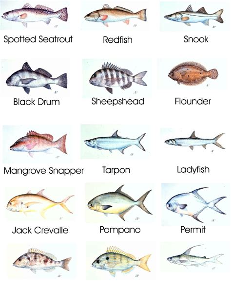 Fish Identification Saltwater Fish Identification Chart 2017 Fish