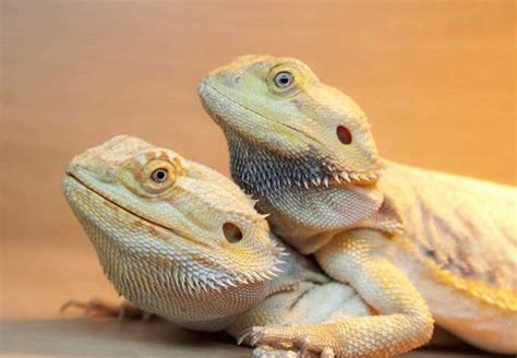 Bearded Dragons Male Or Female What Is Better Pet