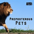 Preposterous Pets - TV on Google Play
