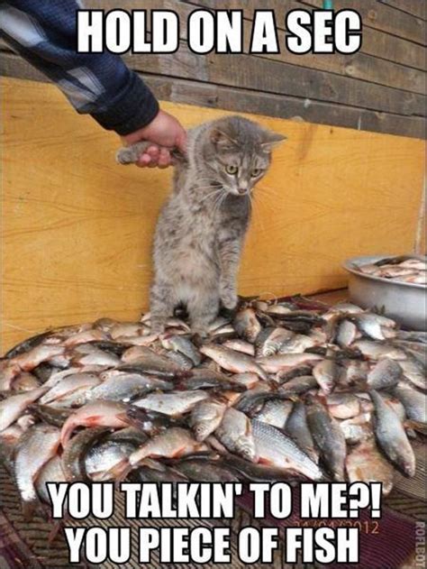 Catfish Fish Meme Agentcats