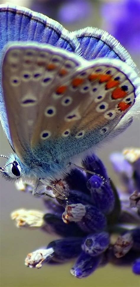 1440x2960 Butterfly Flower Wings Samsung Galaxy Note 98