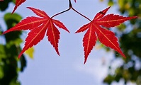 Japanese Maple Leaves - Pentax User Photo Gallery