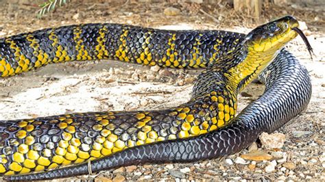 Independent Scientist Most Dangerous Snakes In Australia