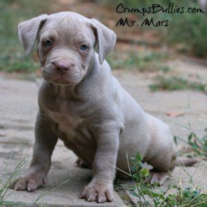 Browse cute pups for sale listed near you. Bully | Pitbull | Puppies | For | Sale | Blue Nose | Red ...
