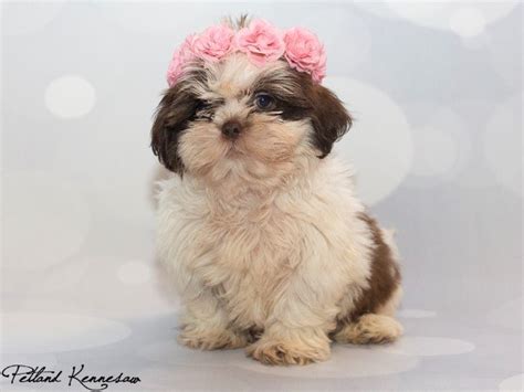 Maybe you would like to learn more about one of these? Shih Tzu Puppies for Sale: What Happens When You Have a ...