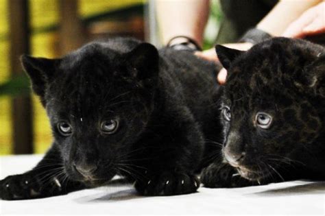 Double Trouble Two Month Old Black Panther Cubs Are Shown To Reporters