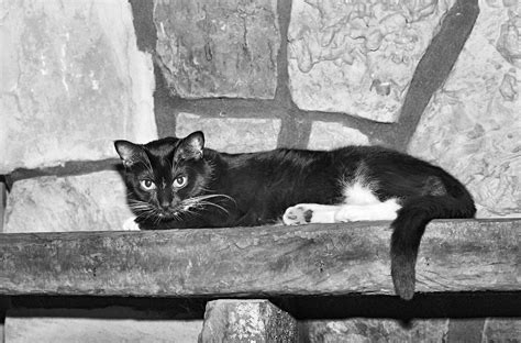Tiny Panther Pentax User Photo Gallery