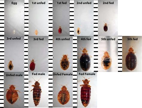 Bed Bug Identification Chart Want To Know If You Have Seen A Bedbug