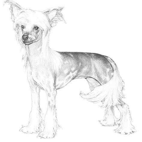 Chinese Crested Dog Breed Information American Kennel Club