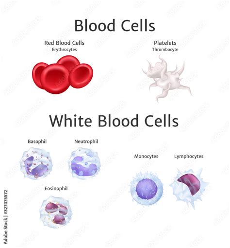 Blood Cells In Bloodstream Red Hemoglobin And White Blood Cells
