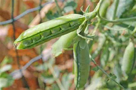 How To Grow Snap Peas In Containers