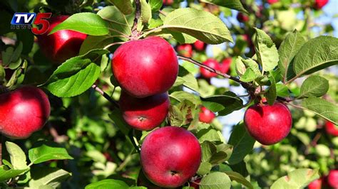 Apple Farming Orchard In Kenya Oxfarm