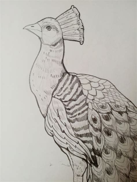 Peacocks Commission Jo Cheung Illustration