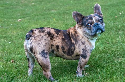 About Gemstone Frenchies Quality Merle Frenchie Puppies