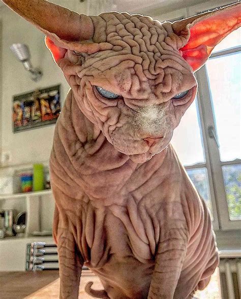 Xherdan The Sphynx Cat Called Worlds Scariest Cat