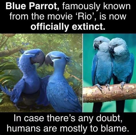Blue Parrot Famously Known From The Movie ‘rio Is Now Officially