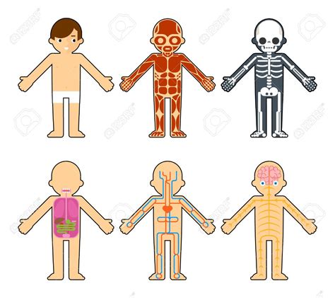 La Anatomía Del Cuerpo Para Los Niños El Esqueleto Y Los Músculos El