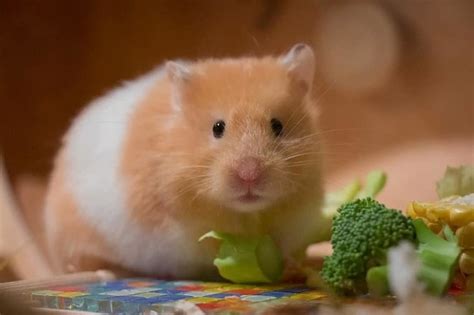 What Do Hamsters Eat The Top Foods For Your Hamster Pet Keen