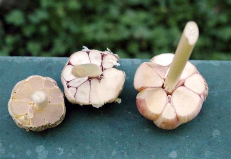 Wshgnet Blog Waxy Breakdown Of Garlic Gardeners Corner August 27