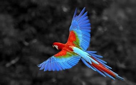 Nature Animals Birds Parrot Selective Coloring Macaws