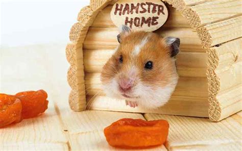 Girl Hamster Names Over 100 Cute Names For Your Female Hamster