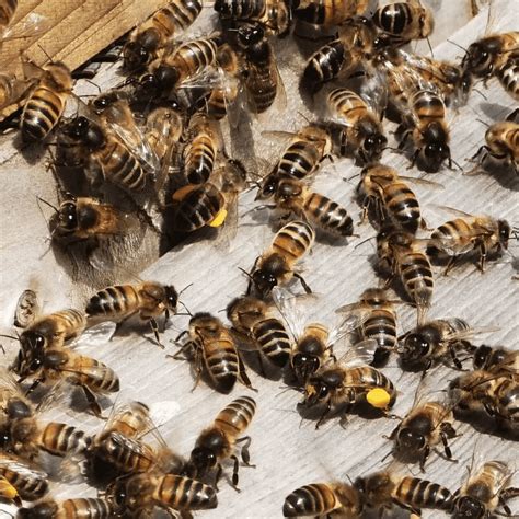 Residents Take Part In Conservation Efforts In Pledge To Protect Bees