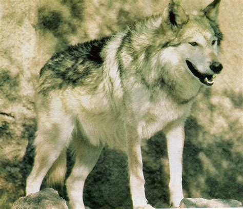 Genetic Conservation Of The Mexican Gray Wolf