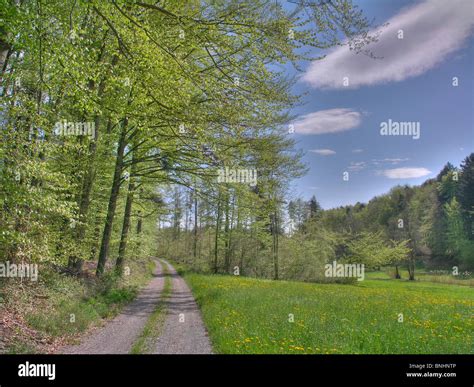 Switzerland Canton Of Zurich Way Road Path Meadow Flowers Flowering