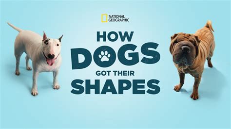 How Dogs Got Their Shapes Apple Tv