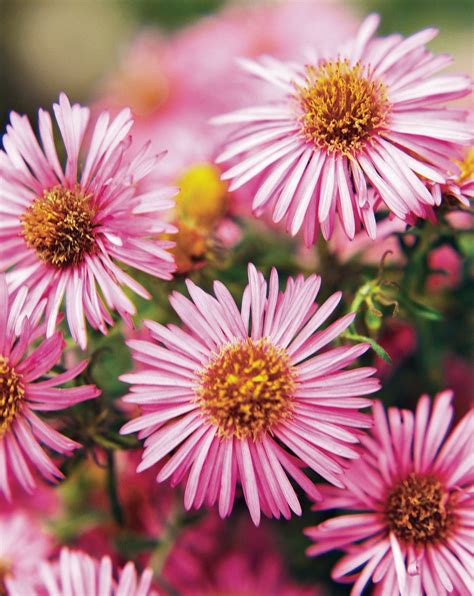 8 Fall Blooming Native Plants Youll Love For Adding Late Season Color