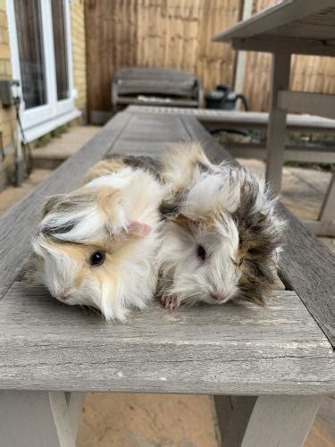 All Now Reserved Baby Long Haired Female Guinea Pigs For Sale In