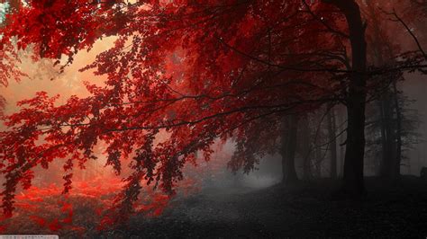 Sfondi Luce Del Sole Paesaggio Foresta Rosso Alba Mattina
