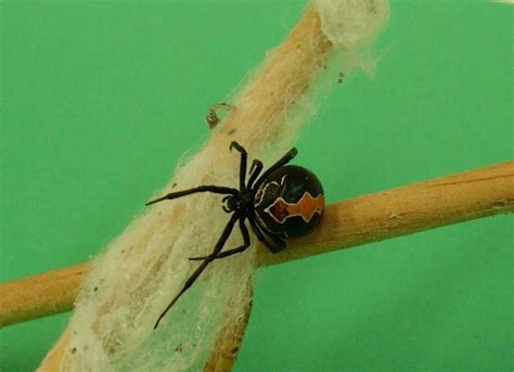 Katipo Spiderconsidered To Be One Of The Most Poisonous Creatures In