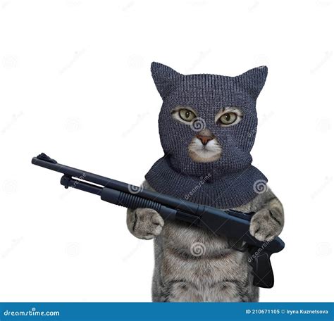 Cat Holding Gun Stock Photos Free And Royalty Free Stock Photos From