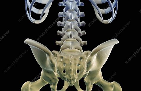 The Bones Of The Lower Back Stock Image F0019857 Science Photo