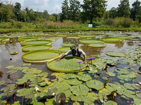 2018 Lotus And Water Lily Festival Kenilworth Park And Aquatic Gardens