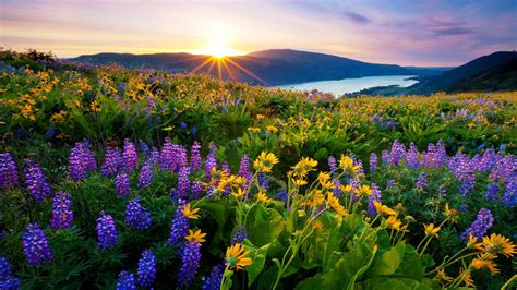 Sunrise Morning First Sun Rays Flowers Meadow With Mountain Lake