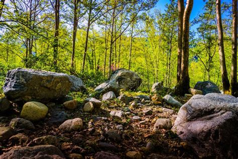 Rock Ground Forest Stock Image Image Of Dream Background 91477829