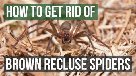 How To Get Rid Of Brown Recluse Spiders Brown Recluse Spider Brown