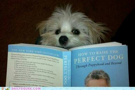 The Perfect Dog The Perfect Dog Dogs How To Find Out