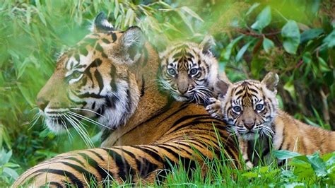 Rare Sumatran Tiger Cubs Emerge From Their Den At Chester Zoo For The