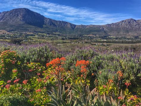 Visiting Franschhoek Valley And Mont Rochelle Wine Estate In South Africa