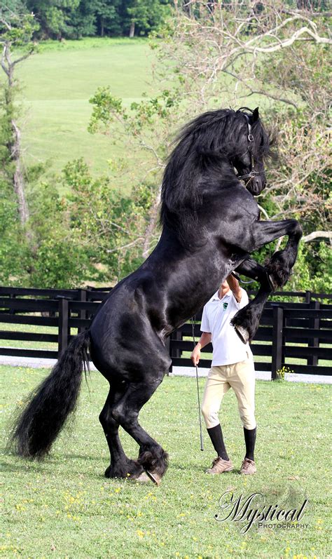 11 Pic Of A Friesian Horse Info Horsestable